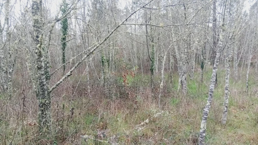 Terreno para Venda em Secarias Foto 28