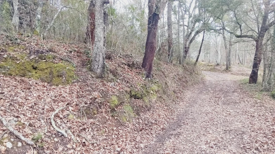 Terreno para Venda em Secarias Foto 19