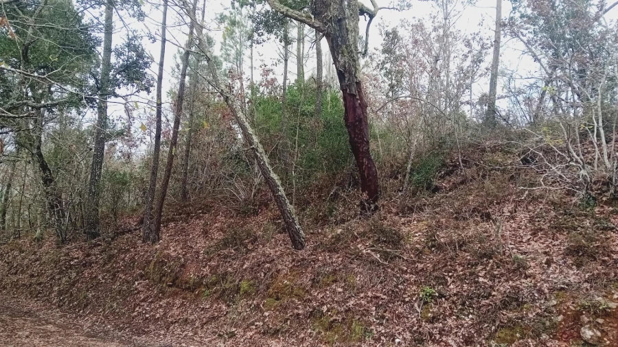 Terreno para Venda em Secarias Foto 16