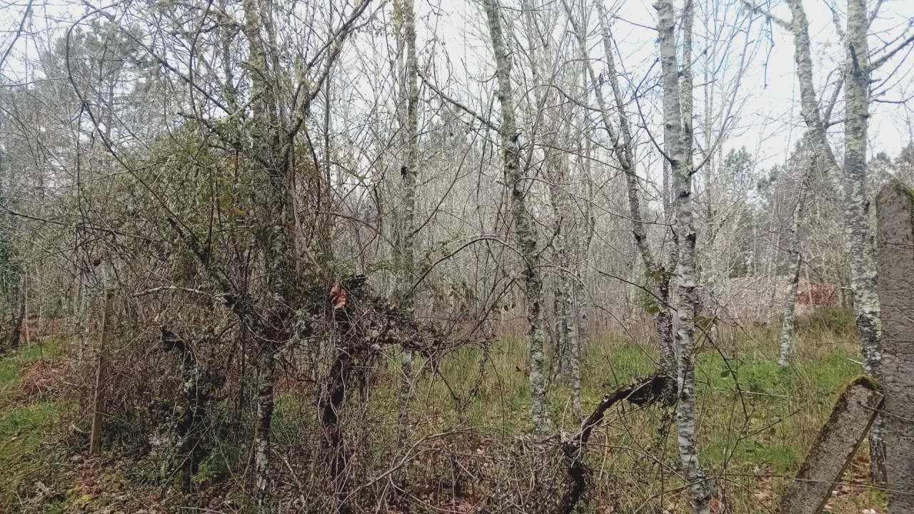 Terreno para Venda em Secarias Foto 22
