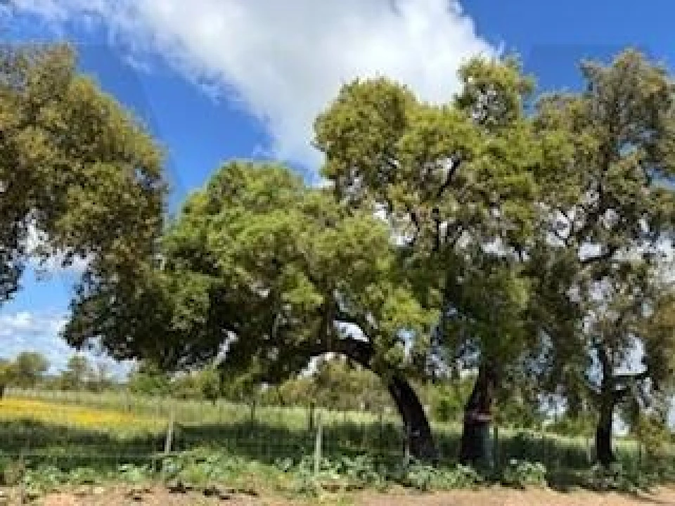 Terreno para Venda em Ermidas-Sado Foto 10