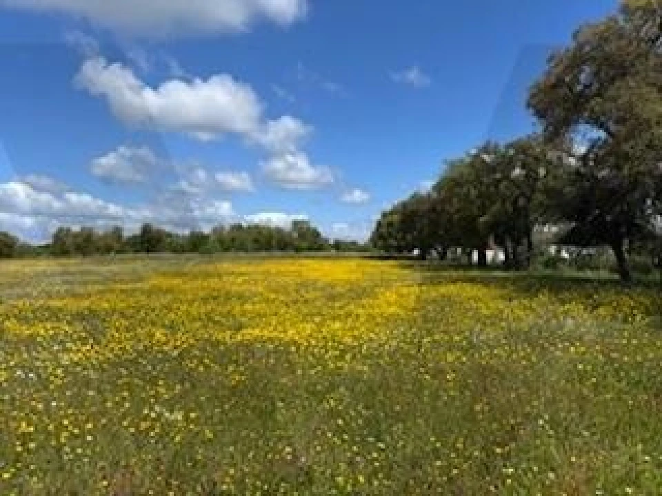 Terreno para Venda em Ermidas-Sado Foto 8