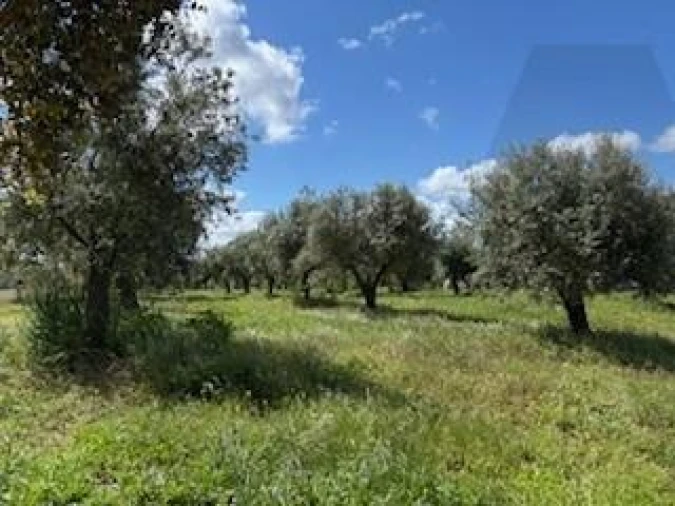 Terreno para Venda em Ermidas-Sado Foto 11