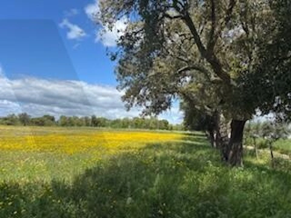 Terreno para Venda em Ermidas-Sado Foto 9