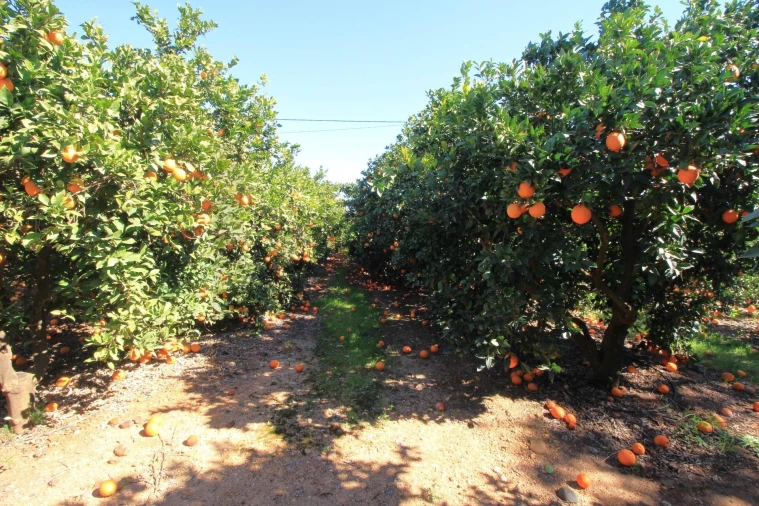 Moradia T2 para Venda em Silves Foto 35