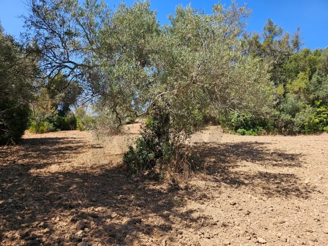 Terreno para Venda em Loule (São Sebastião) Foto 6