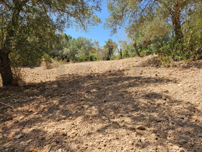 Terreno para Venda em Loule (São Sebastião) Foto 12