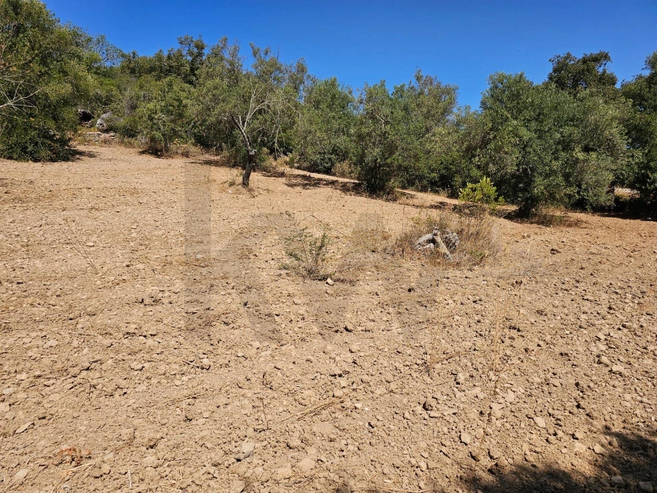 Terreno para Venda em Loule (São Sebastião) Foto 7