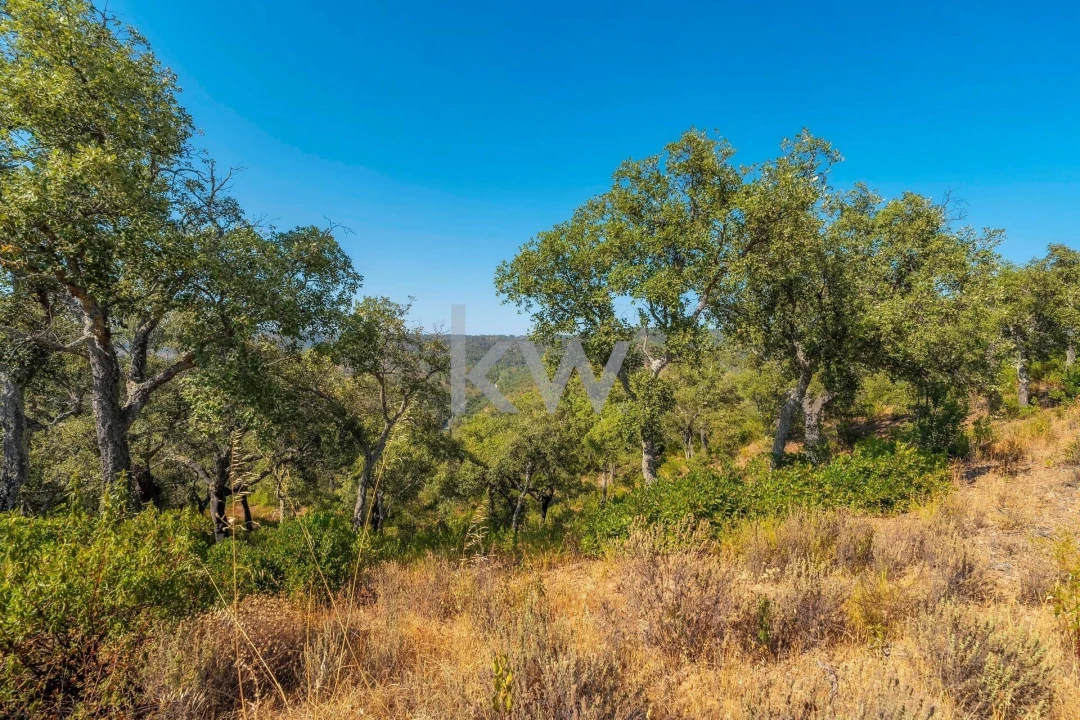 Terreno para Venda em Querença, Tôr e Benafim Foto 6