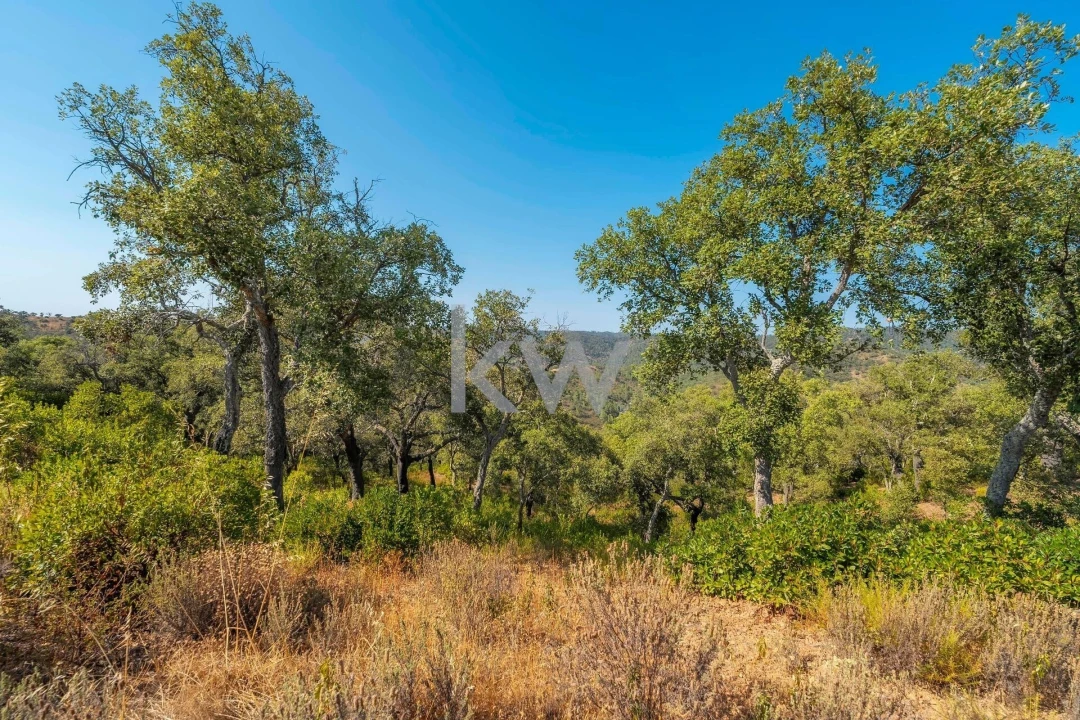 Terreno para Venda em Querença, Tôr e Benafim Foto 7