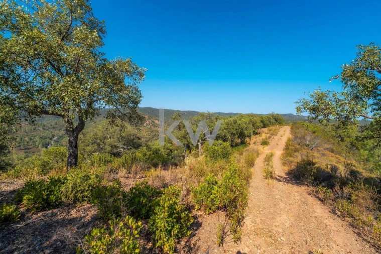 Terreno para Venda em Querença, Tôr e Benafim