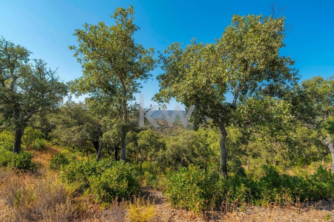Terreno para Venda em Querença, Tôr e Benafim Foto 8