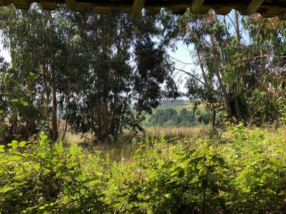 Quinta T5 para Venda em Ventosa Foto 11