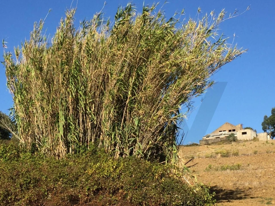 Quinta T5 para Venda em Ventosa Foto 12