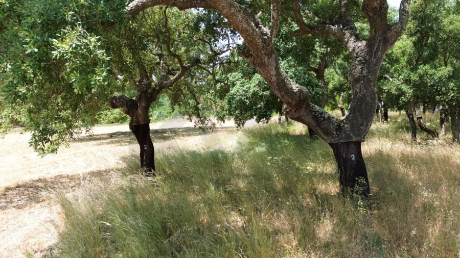 Quinta T9 para Venda em Santiago do Cacém, Santa Cruz e São Bartolomeu da Serra Foto 21