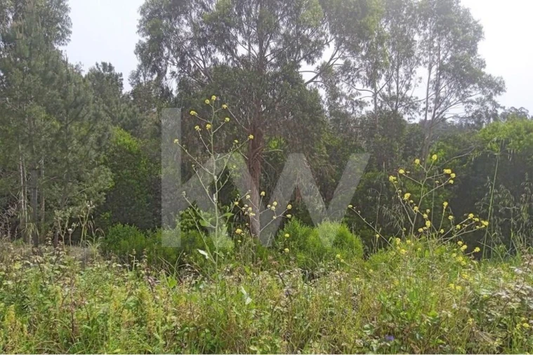 Terreno para Venda em Pombal Foto 4