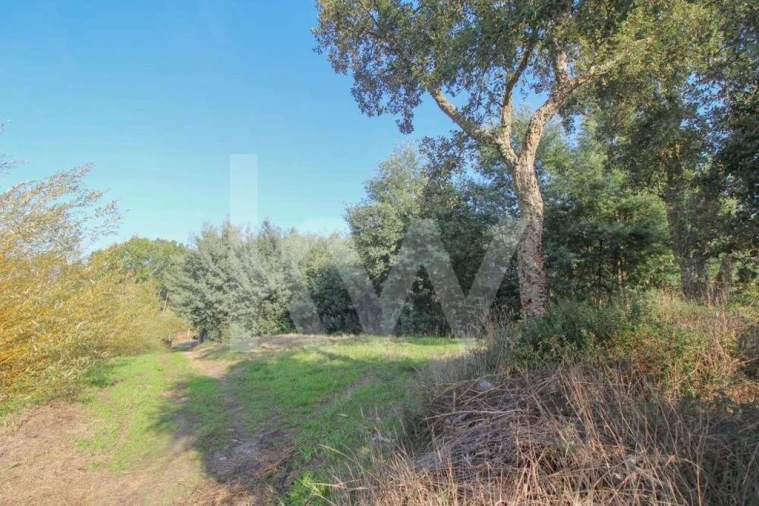 Terreno para Venda em Pampilhosa Foto 13