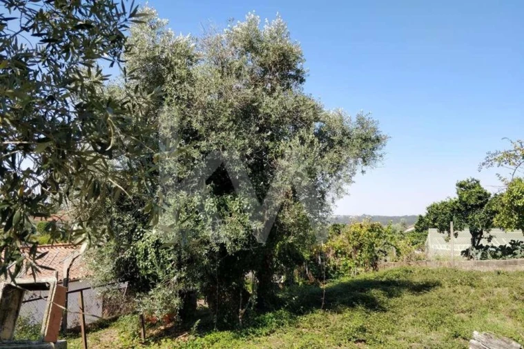 Terreno para Venda em Soure Foto 13