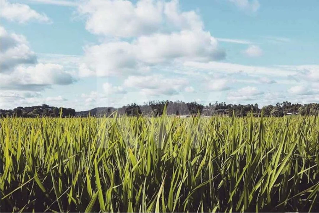 Terreno para Venda em Antuzede e Vil de Matos Foto 5