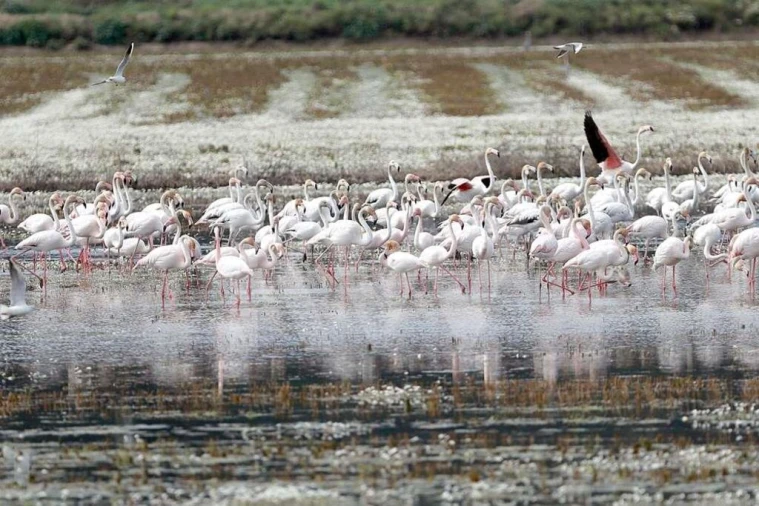 Terreno para Venda em Antuzede e Vil de Matos Foto 6