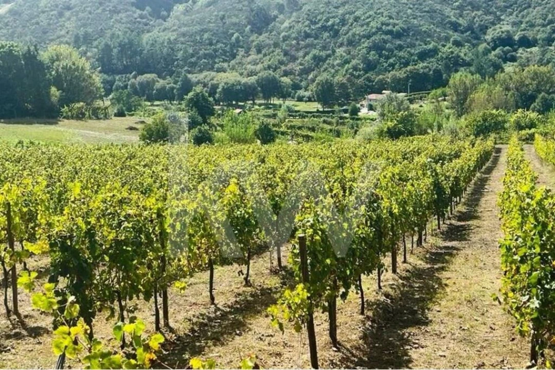 Terreno para Venda em Gove Foto 2