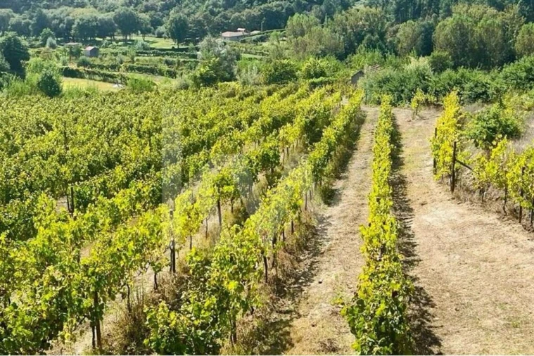 Terreno para Venda em Gove Foto 9