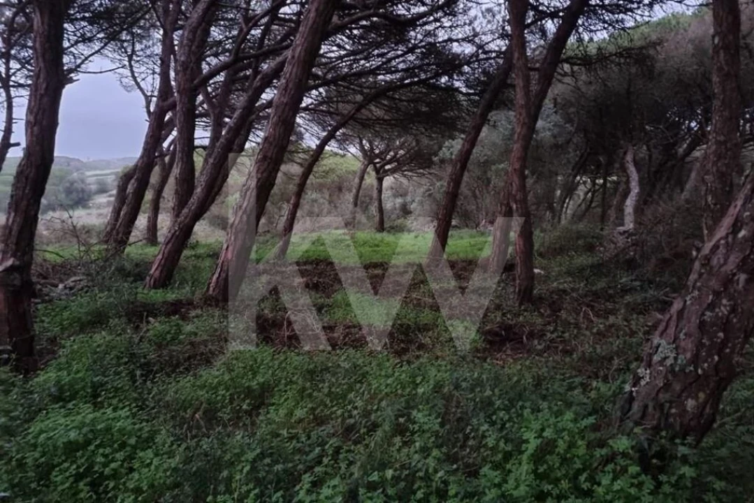 Terreno para Venda em Santa Maria e São Miguel, São Martinho, São Pedro Penaferrim Foto 5