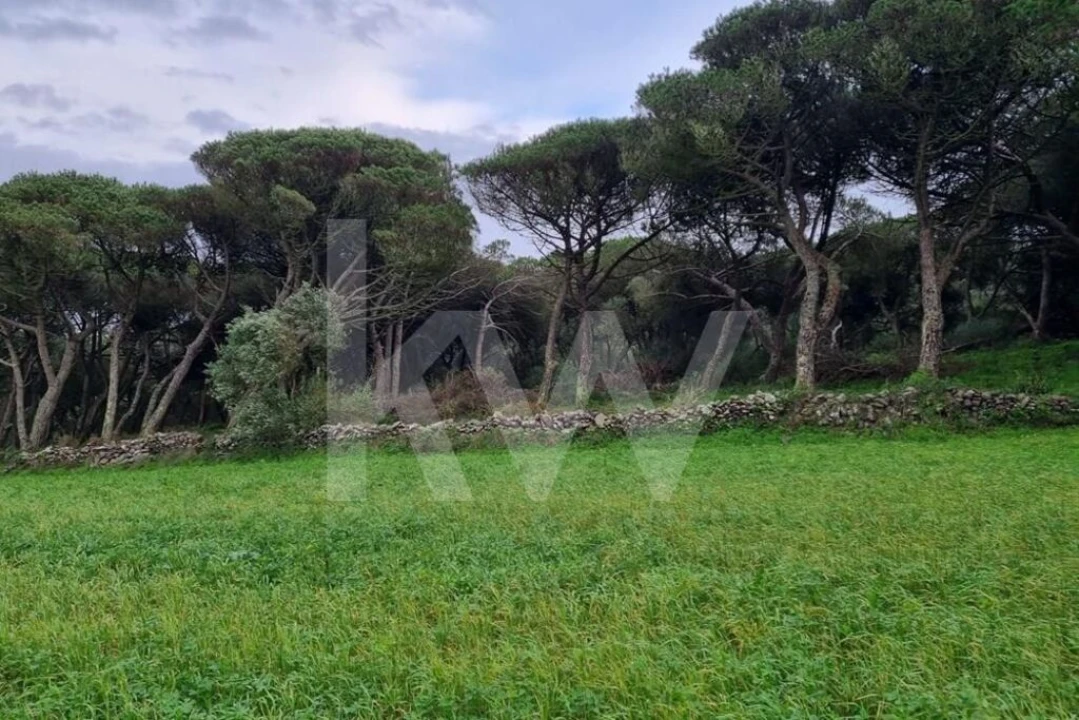 Terreno para Venda em Santa Maria e São Miguel, São Martinho, São Pedro Penaferrim Foto 1