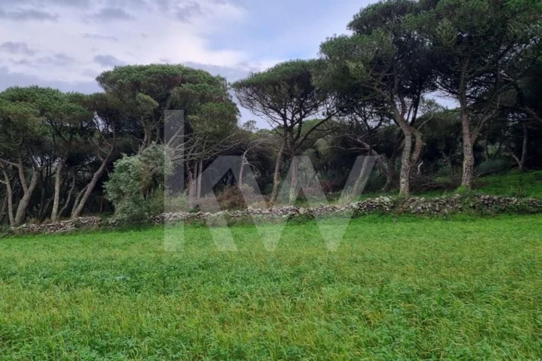 Terreno para Venda em Santa Maria e São Miguel, São Martinho, São Pedro Penaferrim Foto 1