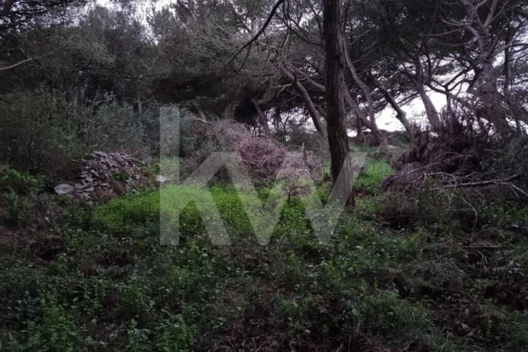 Terreno para Venda em Santa Maria e São Miguel, São Martinho, São Pedro Penaferrim Foto 7