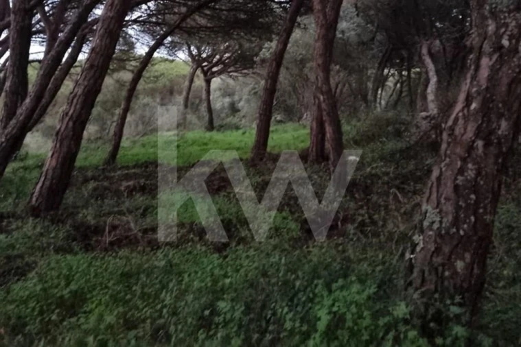 Terreno para Venda em Santa Maria e São Miguel, São Martinho, São Pedro Penaferrim Foto 3