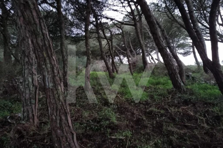 Terreno para Venda em Santa Maria e São Miguel, São Martinho, São Pedro Penaferrim Foto 6