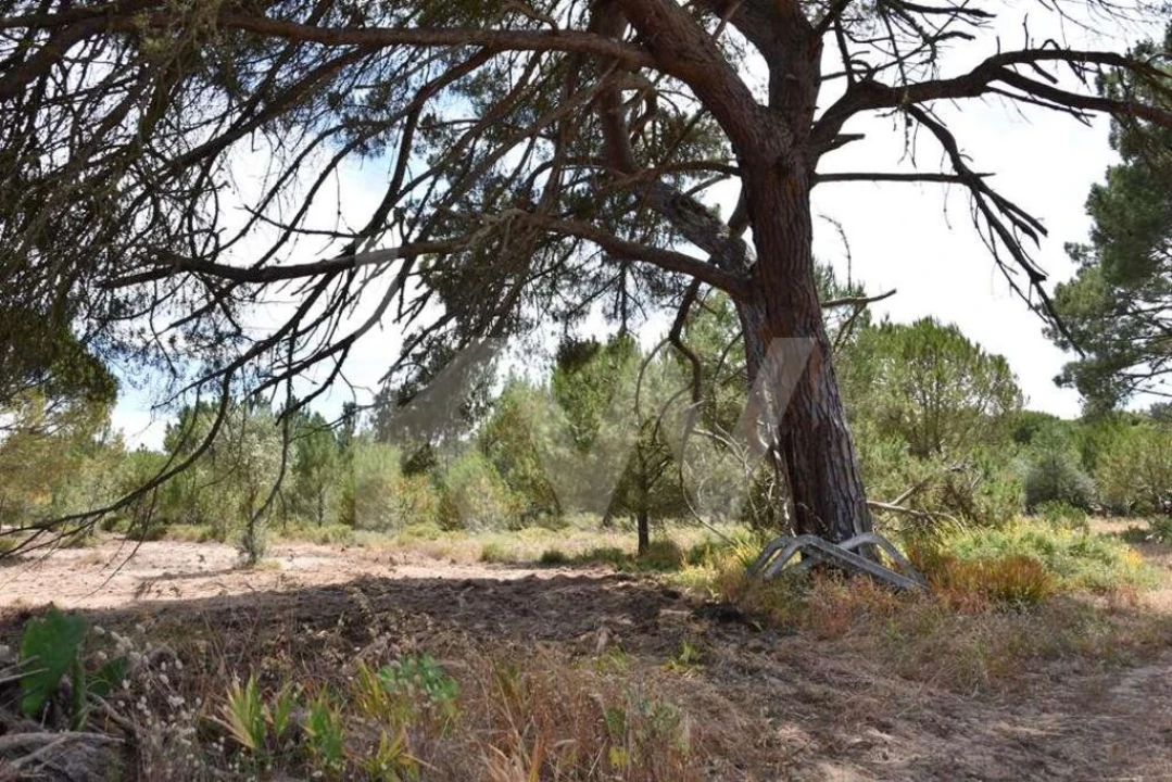 Terreno para Venda em Melides Foto 29