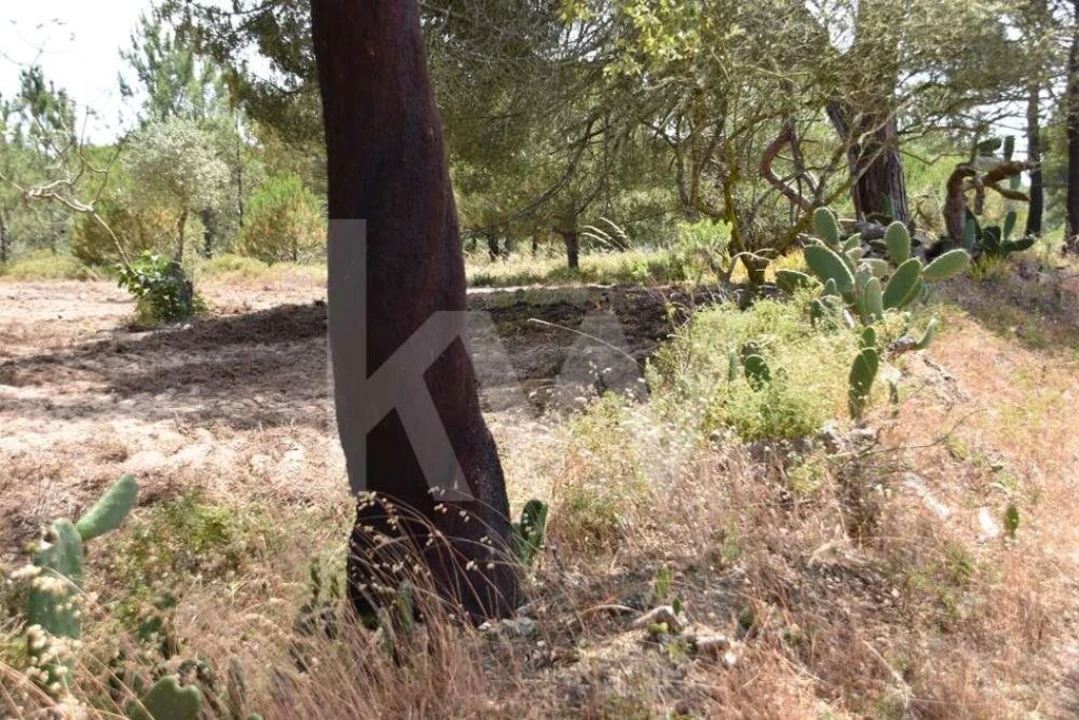 Terreno para Venda em Melides Foto 26