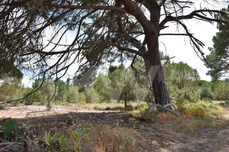 Terreno para Venda em Melides Foto 29
