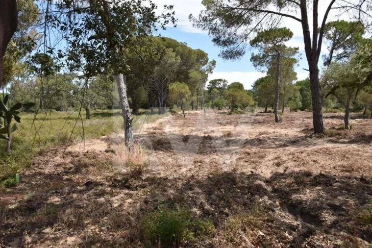 Terreno para Venda em Melides Foto 24