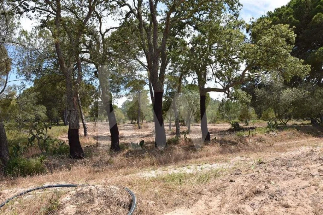 Terreno para Venda em Melides Foto 23
