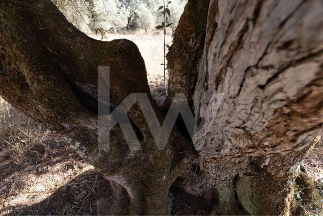 Terreno para Venda em Grândola e Santa Margarida da Serra Foto 7