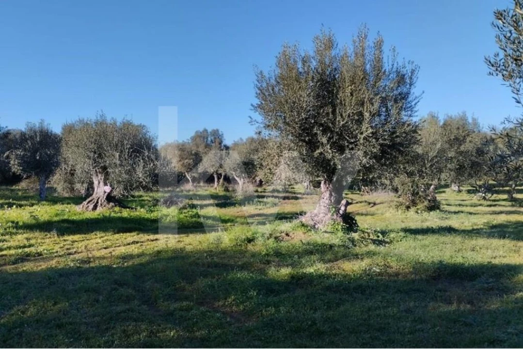 Terreno para Venda em Grândola e Santa Margarida da Serra Foto 1