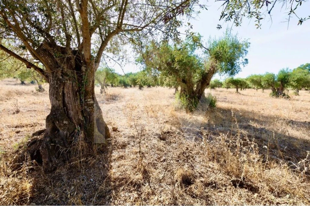Terreno para Venda em Grândola e Santa Margarida da Serra Foto 9