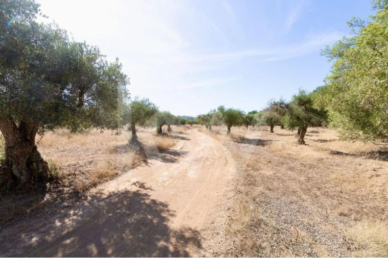 Terreno para Venda em Grândola e Santa Margarida da Serra Foto 17