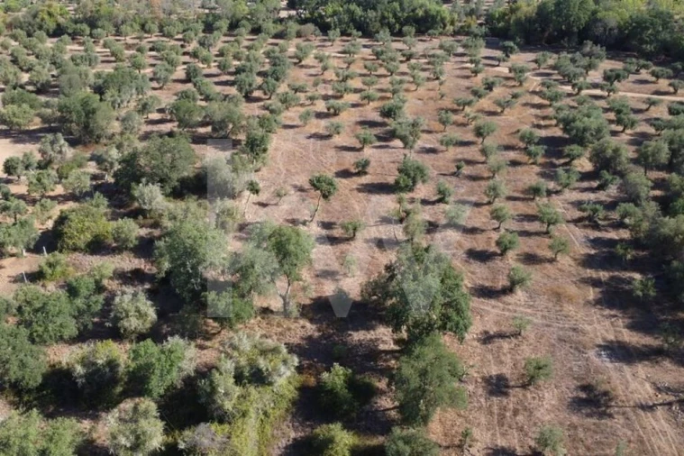 Terreno para Venda em Grândola e Santa Margarida da Serra Foto 23