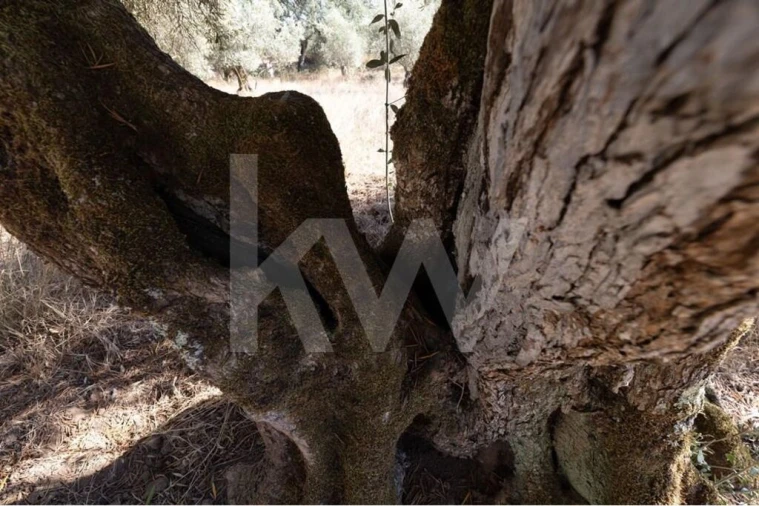 Terreno para Venda em Grândola e Santa Margarida da Serra Foto 7