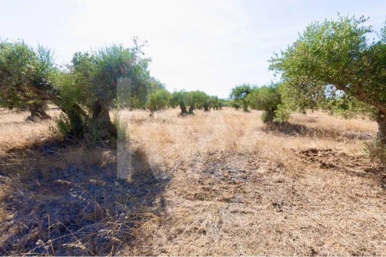 Terreno para Venda em Grândola e Santa Margarida da Serra Foto 16