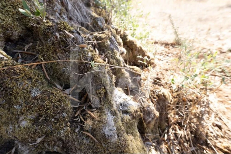 Terreno para Venda em Grândola e Santa Margarida da Serra Foto 5