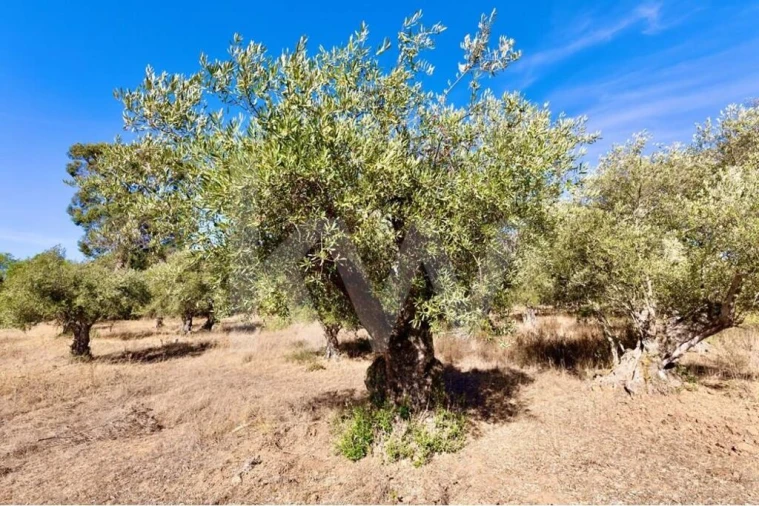 Terreno para Venda em Grândola e Santa Margarida da Serra Foto 4