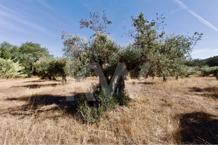 Terreno para Venda em Grândola e Santa Margarida da Serra Foto 10