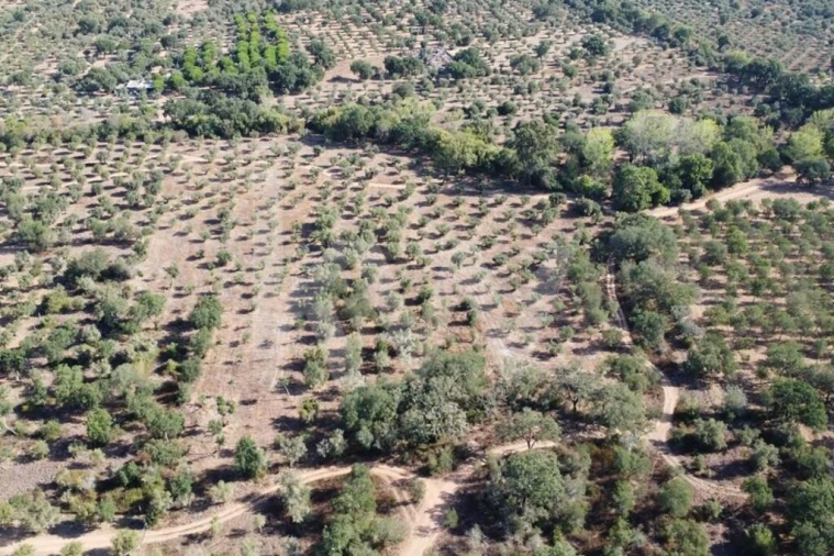Terreno para Venda em Grândola e Santa Margarida da Serra Foto 21