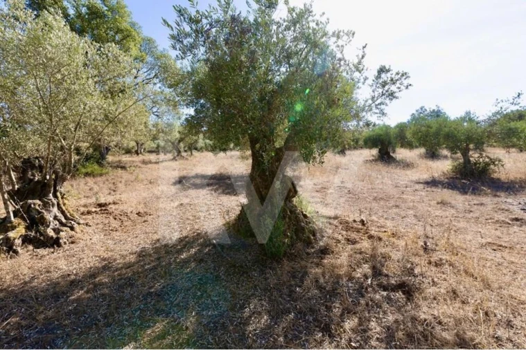 Terreno para Venda em Grândola e Santa Margarida da Serra Foto 18