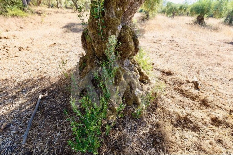 Terreno para Venda em Grândola e Santa Margarida da Serra Foto 12